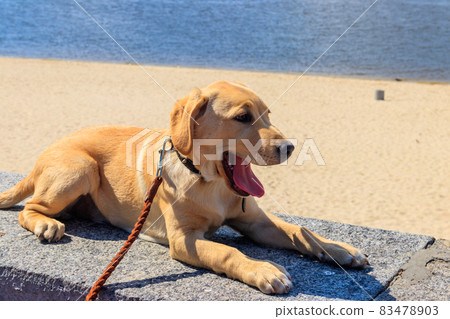 Portrait of a labrador retriever puppy on a parapet near a beach Portrait of a labrador retriever puppy on a parapet near a beach 83478903