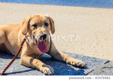Portrait of a labrador retriever puppy on a parapet near a beach Portrait of a labrador retriever puppy on a parapet near a beach 83478982
