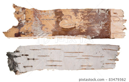 Birch bark 83479362