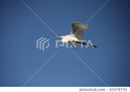 2021 Shirasagi flying comfortably over the lush blue sky of Hatoyama Town, Saitama Prefecture, which was selected as the happiest town in Japan. 83479739