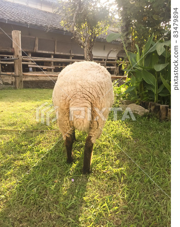 Sheep's buttocks 83479894