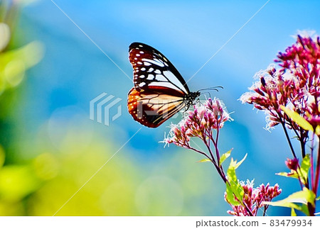 旅行的蝴蝶板栗虎在沙灘上的藤羽花田中吸食花蜜 83479934