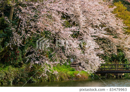 人氣賞櫻勝地高岡古城公園 83479963