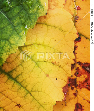 Grape leaves Grape leaves 83480109