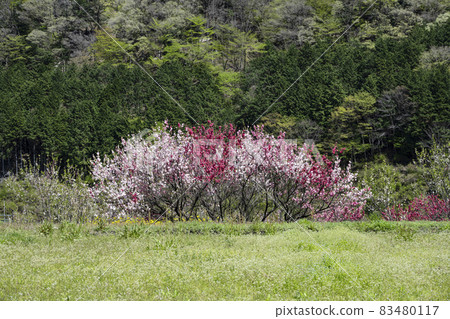 Flower peach blooming in the mountain village of Kiso Flower peach blooming in the mountain village of Kiso 83480117