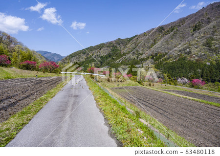 Flower peach blooming in the mountain village of Kiso Flower peach blooming in the mountain village of Kiso 83480118