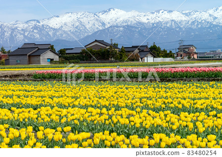春天代表富山的鬱金香花田 春天代表富山的鬱金香花田 83480254