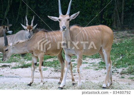 Sitatunga 83480792
