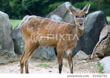 Sitatunga 83480795