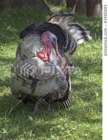 beautiful and large gobbler grazing in the grass on the farm beautiful and large gobbler grazing in the grass on the farm 83480883