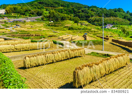 Onakao Tanada 稻田收割[長崎市] 83480921