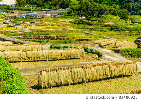 Onakao Tanada Rice Harvesting [Nagasaki City] 83480923