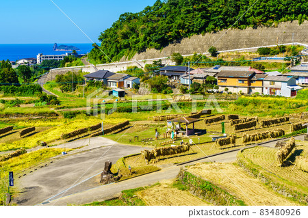 Onakao Tanada Rice Harvesting [Nagasaki City] 83480926