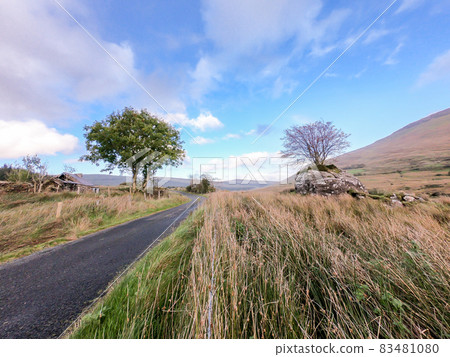 Trees next to single track road growing through a stone in County Donegal - Ireland Trees next to single track road growing through a stone in County Donegal - Ireland 83481080