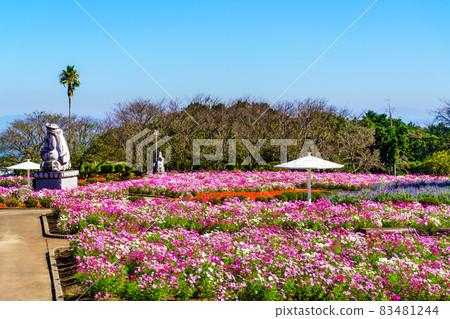 Ariakenomori Flower Park Cosmos [長崎縣島原市] 83481244