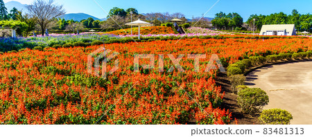 Ariakenomori Flower Park Salvia Panorama [Shimabara City, Nagasaki Prefecture] 83481313