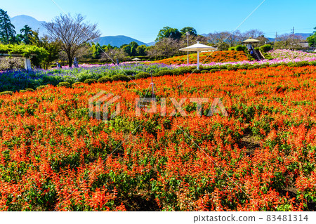 Ariakenomori Flower Park Salvia [Shimabara City, Nagasaki Prefecture] 83481314