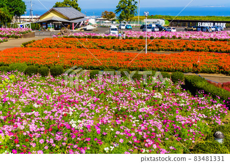 Salvia and Cosmos in Ariakenomori Flower Park [Shimabara City, Nagasaki Prefecture] 83481331