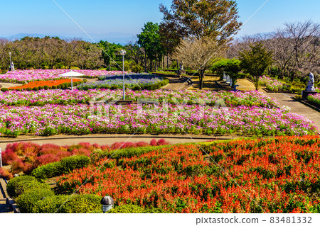 有明森花卉公園的丹參和大波斯菊 [長崎縣島原市] 83481332