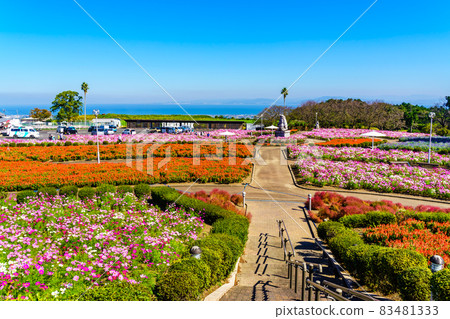 有明森花卉公園的丹參和大波斯菊 [長崎縣島原市] 83481333