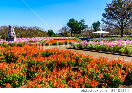 有明森花卉公園的丹參和大波斯菊 [長崎縣島原市] 83481334