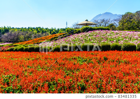 有明森花卉公園的丹參和大波斯菊 [長崎縣島原市] 83481335