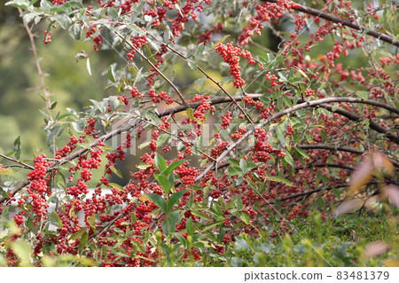 Russian olive fruit Russian olive fruit 83481379