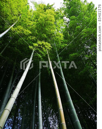 向島百花園高聳的竹林 83481576