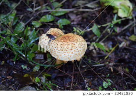 蘑菇 83481880