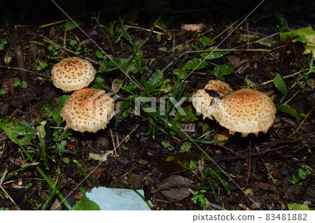 蘑菇 83481882