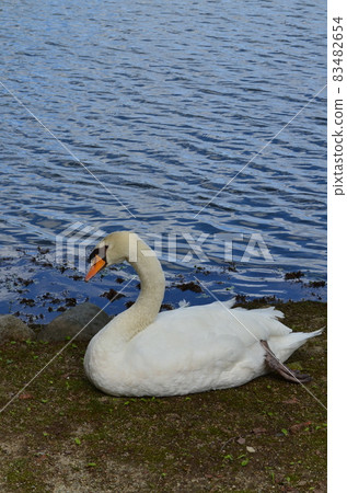Cobb swans Cobb swans 83482654