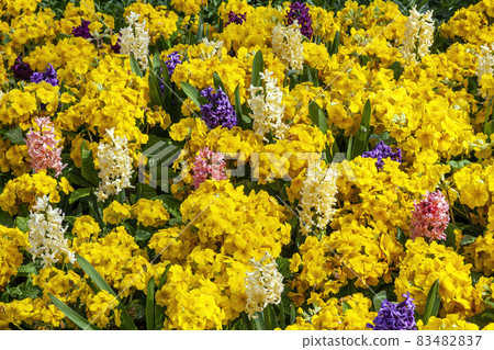 Springtime flower bed background of orange and white  hyacinths with yellow primrose plants 83482837