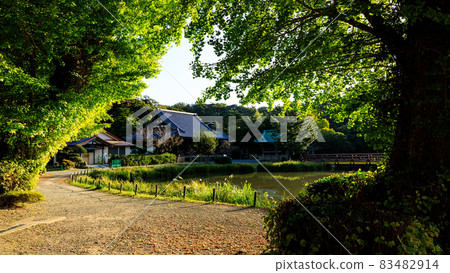 神奈川縣橫濱市金澤區正明寺的秋天 神奈川縣橫濱市金澤區正明寺的秋天 83482914