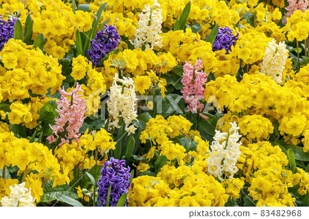 Springtime flower bed background of orange and white hyacinths with yellow primrose plants Springtime flower bed background of orange and white hyacinths with yellow primrose plants 83482968