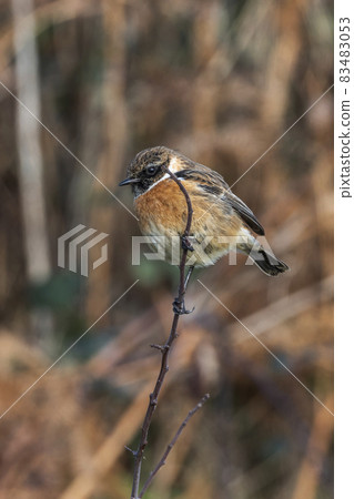 Hedge sparrow or Dunnock, (Prunella modularis) bird 83483053