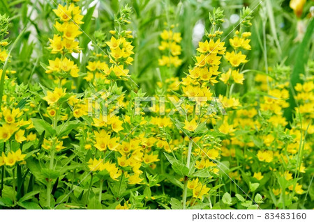 Close up of blooming yellow loosestrife in the garden 83483160