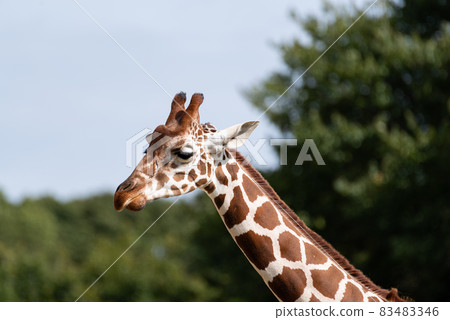Giraffe Giraffe 83483346