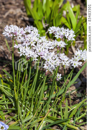Allium trifoliatum 'Cameleon' Allium trifoliatum 'Cameleon' 83483501