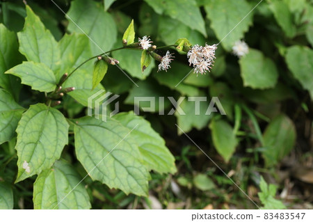Pertya scandens, a white flower that blooms in the forest in autumn Pertya scandens, a white flower that blooms in the forest in autumn 83483547
