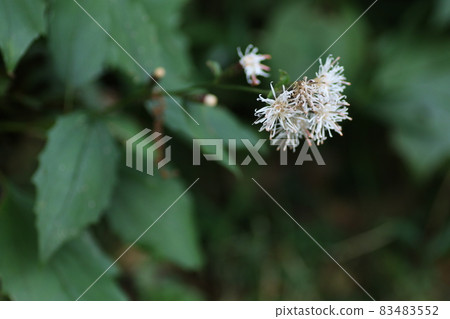 Pertya scandens, a white flower that blooms in the forest in autumn Pertya scandens, a white flower that blooms in the forest in autumn 83483552