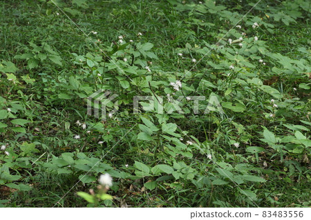 Pertya scandens, a white flower that blooms in the forest in autumn 83483556