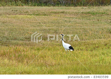 Red-crowned crane in the autumn field 83483599