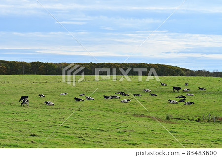 Dairy cow during break 83483600