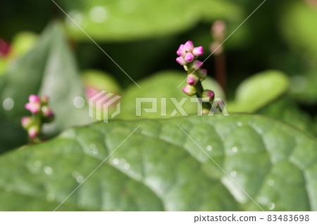 馬拉巴爾菠菜的可食用小花，一種原產於東南亞的蔬菜 83483698