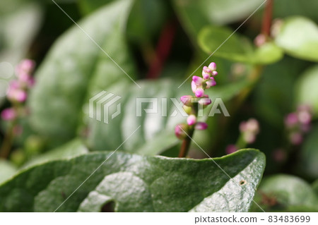 Small, edible flowers of Malabar spinach, a vegetable native to Southeast Asia 83483699