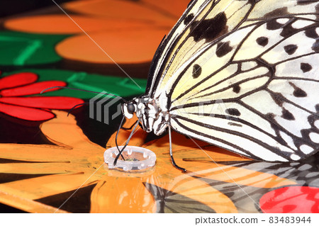 Idea leuconoe feeding which is commonly known as the large tree nymph butterfly 83483944