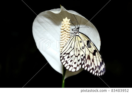 Idea leuconoe commonly known as the large tree nymph butterfly 83483952