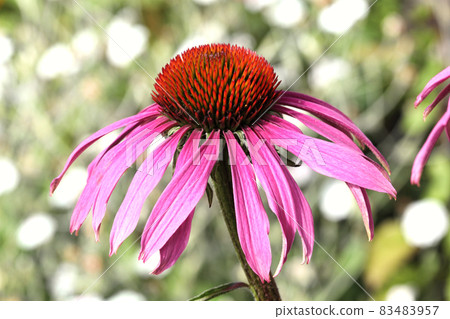 Echinacea Purpurea (Coneflower) a common hardy purple or white perennial Echinacea Purpurea (Coneflower) a common hardy purple or white perennial 83483957