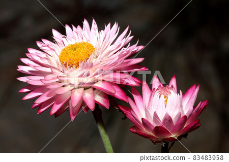 Helichysum is a common perennial flower sometimes called Everlasting Helichysum is a common perennial flower sometimes called Everlasting 83483958