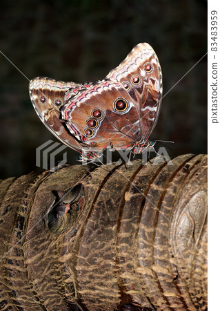 Blue Morpho (Morpho peleides) tropical butterfly mating on a tree trunk Blue Morpho (Morpho peleides) tropical butterfly mating on a tree trunk 83483959